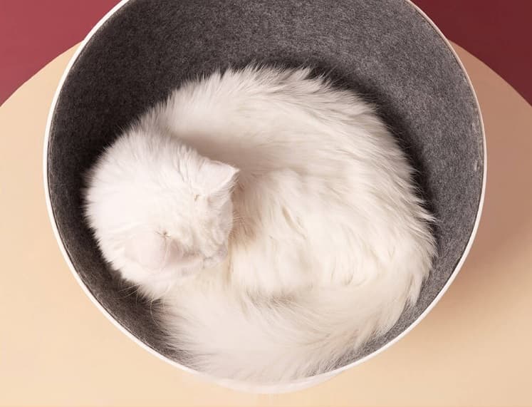 Xiaom Boss Chair for Cats